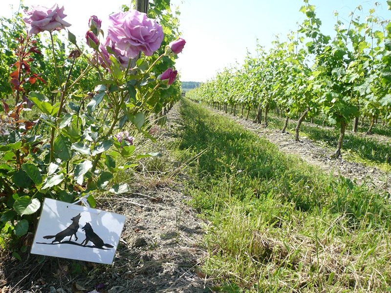 Les Nerleux vigne en Saumur Champigny